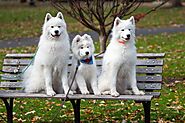 10 Big White Dog Breeds: Discover the Fluffy Canines Perfect for You - Pawsome Daily