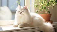 Understanding and Treating Cat Dandruff: Expert Advice on Feline Dry Skin and Causes - Pawsome Daily