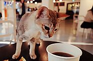 Caturday Cat Cafe