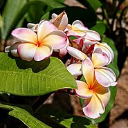 Red Frangipani