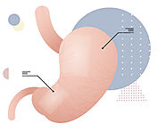Microbial Flora | MICROBIOME | BIOM Probiotics Sarasota