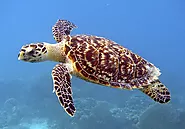 Sea Turtles