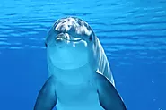 Dolphins