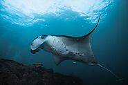 Manta Ray