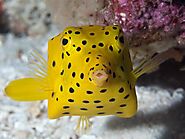 Yellow Boxfish