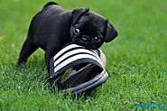 Check if you’re a good fit for a pug puppy.