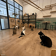 Most Popular Cat Cafes in Singapore