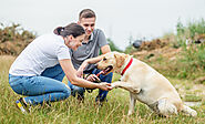 Leave the Mess to Us: Pet Waste Clean-Up Made Easy