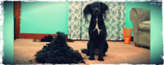 DIY Dog Clipping for a wagging new do long haired pooch!
