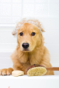 A beginner's guide to dog grooming