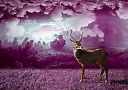 Free Image on Pixabay - Reindeer, Winter, Christmas, Deer