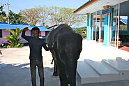 Feed Elephants at Hutsadin Elephant Foundation