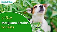 6 Best Marijuana Strains for Pets