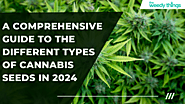 A Comprehensive Guide to the Different Types of Cannabis Seeds in 2024