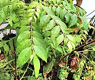 Curry Leaves