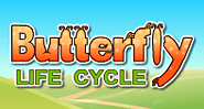 Butterfly Life Cycle - All about butterflies