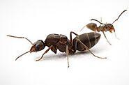 Ant Control Melbourne Prices | Ant Control Cost Melbourne