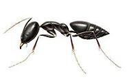 Ant Pest Control Clyde, Ant Removal Clyde, Pest Control Near Me