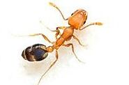 Ant Pest Control Clyde North, Ant Removal Clyde North, Ant Killer
