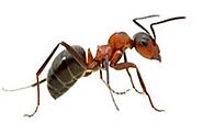 Ant Pest Control Hampton Park, Ant Removal Hampton Park