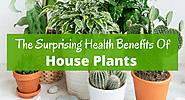 Five Houseplant Advantages