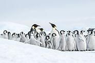 Enjoying Antarctica Vacation