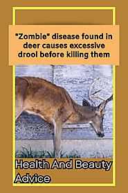 Zombie disease found in deer causes excessive drool before killing them