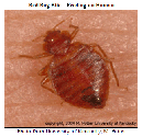 You spot this on your buddy's arm. Grab your book/smasher and show that bedbug who's boss!