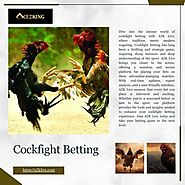 Expert Cockfight Betting Advice and Strategies | A2K Live