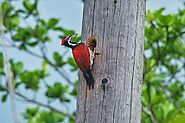 Crimson-backed flame back