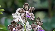 Singapore Botanic Gardens