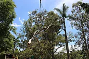 Tree care Gold Coast - Tree removal, Pruning, Stump grinding & More