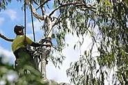 Arborist Toowoomba - Tree removals, Care, Tree loopers & More