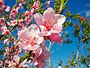 Ý nghĩa của hoa đào ngày Tết, cách trồng và chăm sóc hoa đào lâu tàn