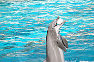 Marvel at Dolphin Acrobatics at Dubai Dolphinarium