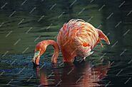 Lesser Flamingo