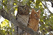  Sokoke scops owl