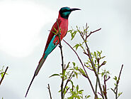 Northern carmine bee-eater