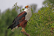 African fish eagle