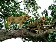 Tree-climbing Lions