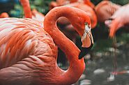 Great Flamingo Flocks