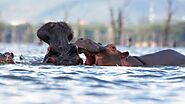  Lake Naivasha