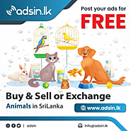 Buy, sell, or exchange Animals on Adsin, the largest marketplace in Sri Lanka | adsin.lk
