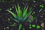 Aloe vera Benefits, Medicinal Uses, And Side Effects - AyurMedia