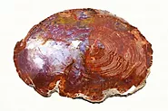 Unveiling the Mysteries: What Type of Fossil is Petrified Wood？ - Journey into the Radiant World of Jewelry