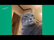 Funny Cats Vine Compilation 2015