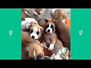 The Best Cats and Dogs Vines ever !