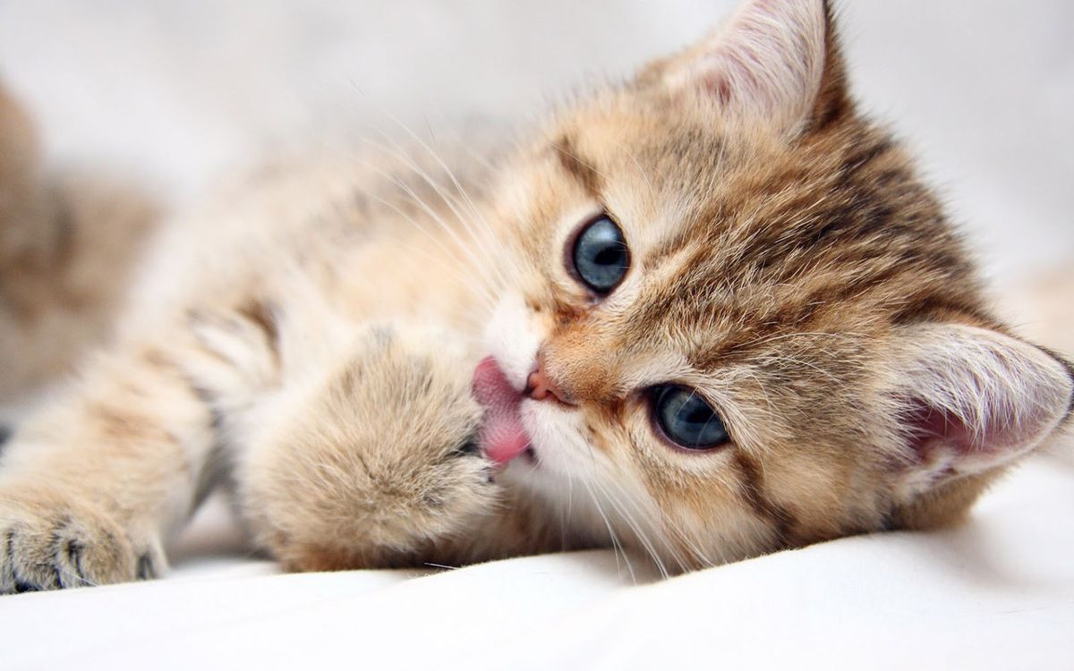 Headline for 10 Cutest Cat Vines That Will Make Your Day