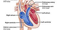 Blood Circulatory System and its Function in Human body