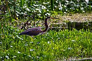 Maintain Buffer Strips of Native Vegetation